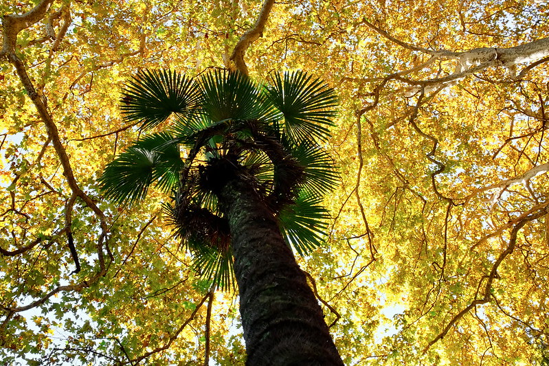 Where to see #palms... Batumi Botanical Garden, Batumi, #Georgia. 📷: Vladimir Viktorovich CC BY-NC 2.0. #Where2CPalms