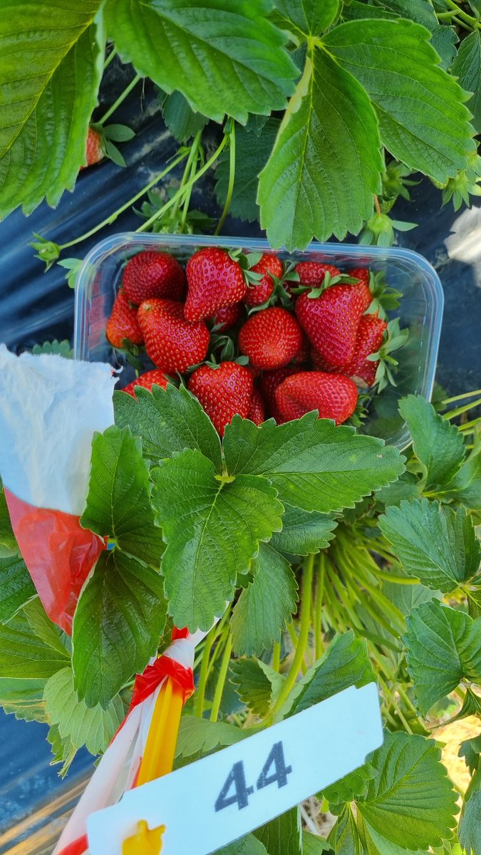 BreedingValue's tweet image. A last field assessment of the strawberry breeding program, new interesting material for the @BreedingValue project, before of the busy week with the MACFRUT2025 BERRY AREA and the ISHS Biotechnology symposium (symposiumbiotechinhort.com/program/). See you there soon.