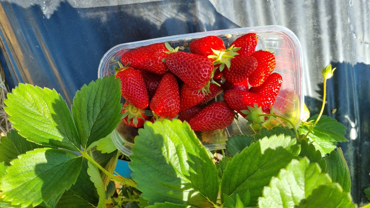 BreedingValue's tweet image. A last field assessment of the strawberry breeding program, new interesting material for the @BreedingValue project, before of the busy week with the MACFRUT2025 BERRY AREA and the ISHS Biotechnology symposium (symposiumbiotechinhort.com/program/). See you there soon.