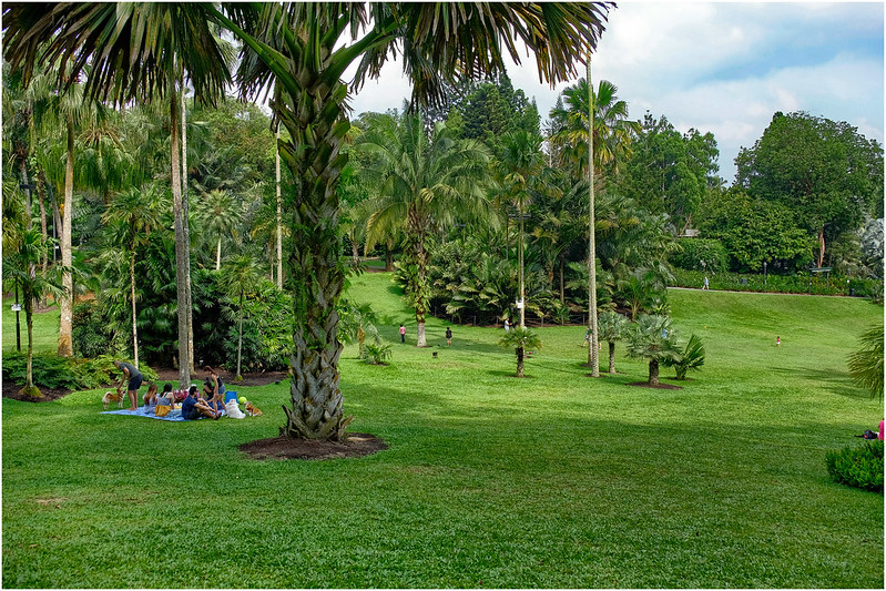 Where to see #palms... Singapore Botanic Gardens, #Singapore. 📷: Geoff Whalan CC BY-NC-ND 2.0. #Where2CPalms