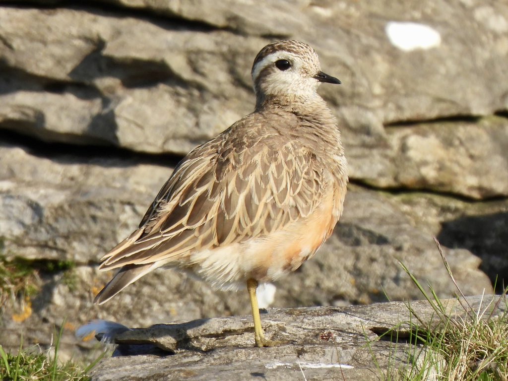 Karen Jayne tweet media