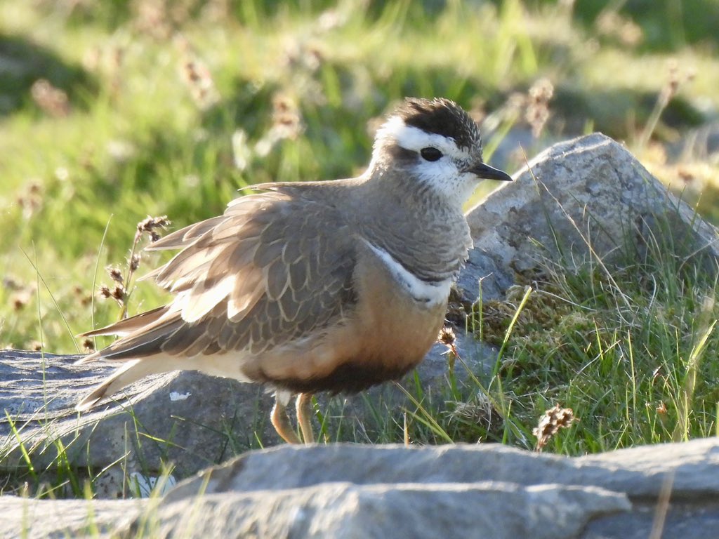 Karen Jayne tweet media