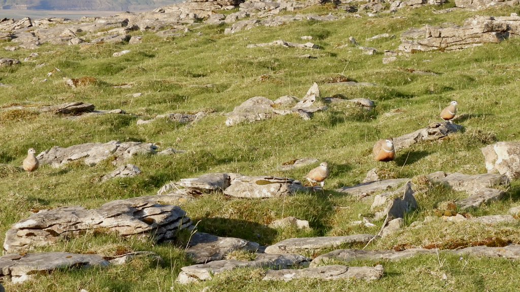 Karen Jayne (@hobbylovinglife) on Twitter photo What an amazing trip to Cwm Cadlan, Glamorgan early this morning with Dean <a href="/worlebirder/">Dean Reeves</a> to see 4 Dotterel which were so confiding #walesbirding <a href="/_BTO/">BTO</a> <a href="/RareBirdAlertUK/">RareBirdAlertUK</a> <a href="/freebirdnewsuk/">Free Rare Bird News, UK 🇬🇧</a> What an amazing trip to Cwm Cadlan, Glamorgan early this morning with Dean <a href="/worlebirder/">Dean Reeves</a> to see 4 Dotterel which were so confiding #walesbirding <a href="/_BTO/">BTO</a> <a href="/RareBirdAlertUK/">RareBirdAlertUK</a> <a href="/freebirdnewsuk/">Free Rare Bird News, UK 🇬🇧</a>