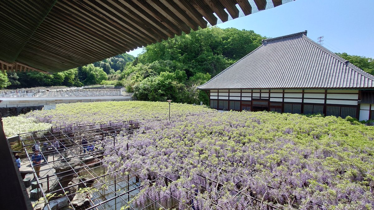 JanaiJohbu's tweet photo. たまにはメジャー案件も。

長泉寺　骨波田の藤

9分咲きでも見応え十分。
小山川沿いに徒歩で参りました https://t.co/MzvWhosWua