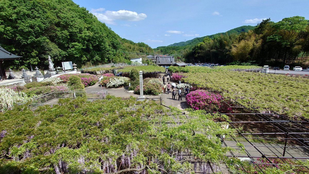 JanaiJohbu's tweet photo. たまにはメジャー案件も。

長泉寺　骨波田の藤

9分咲きでも見応え十分。
小山川沿いに徒歩で参りました https://t.co/MzvWhosWua