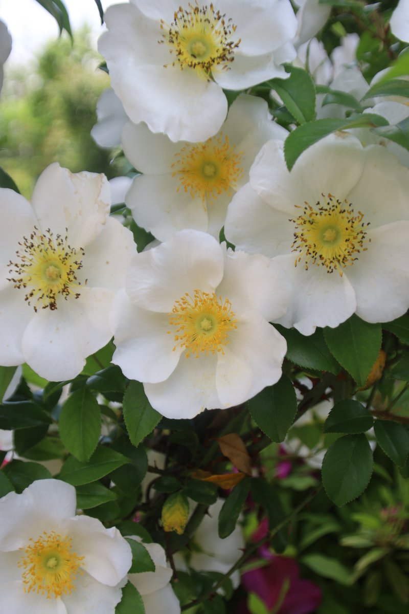gontanokoneroku's tweet photo. Cherokee rose 😇
#Flowers #CherokeeRose #RosaLaevigata https://t.co/Fv2NcGLPa5