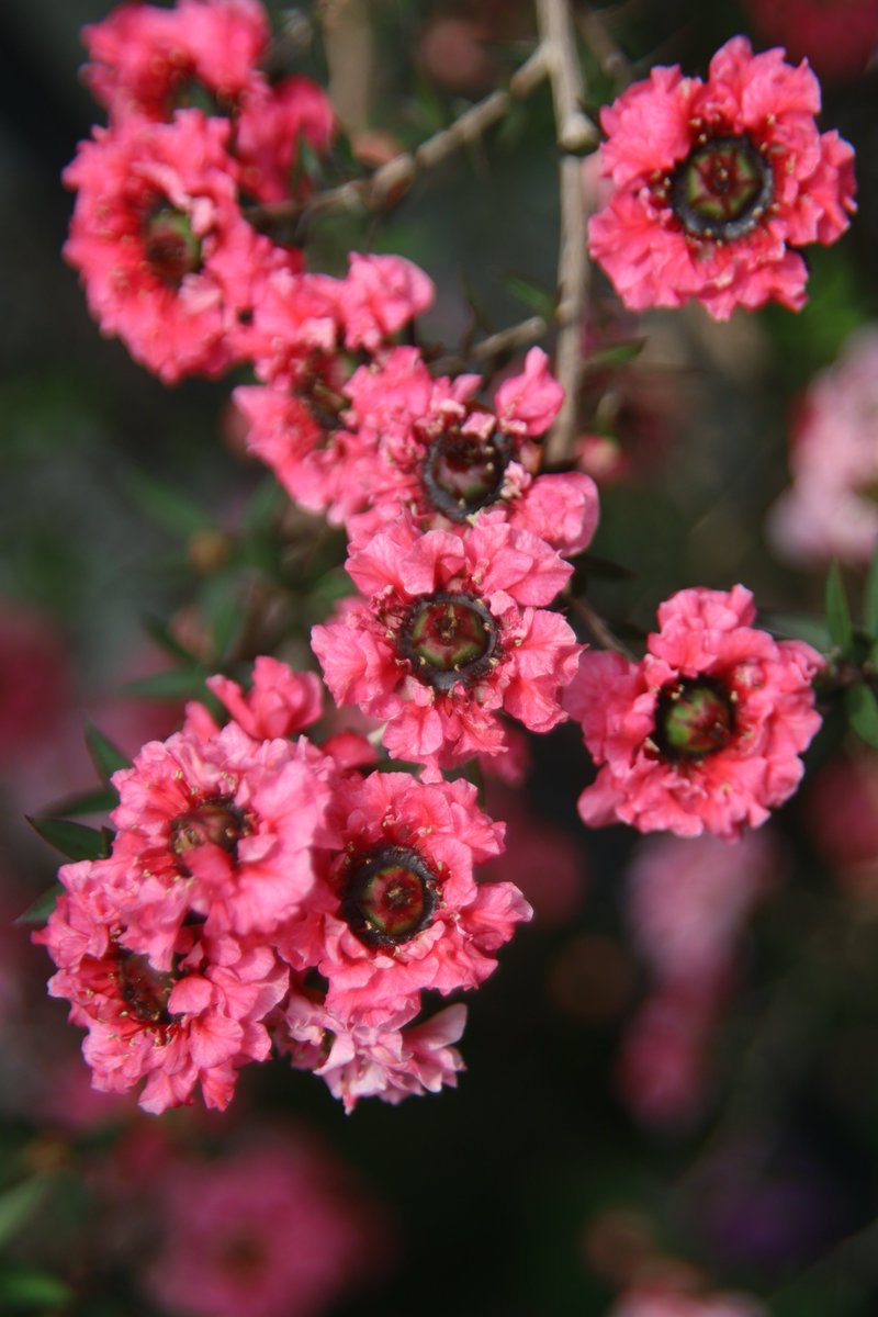 gontanokoneroku's tweet image. New Zealand teatree ☺️ 

#FlowerPhotography #Teatree #Manuka