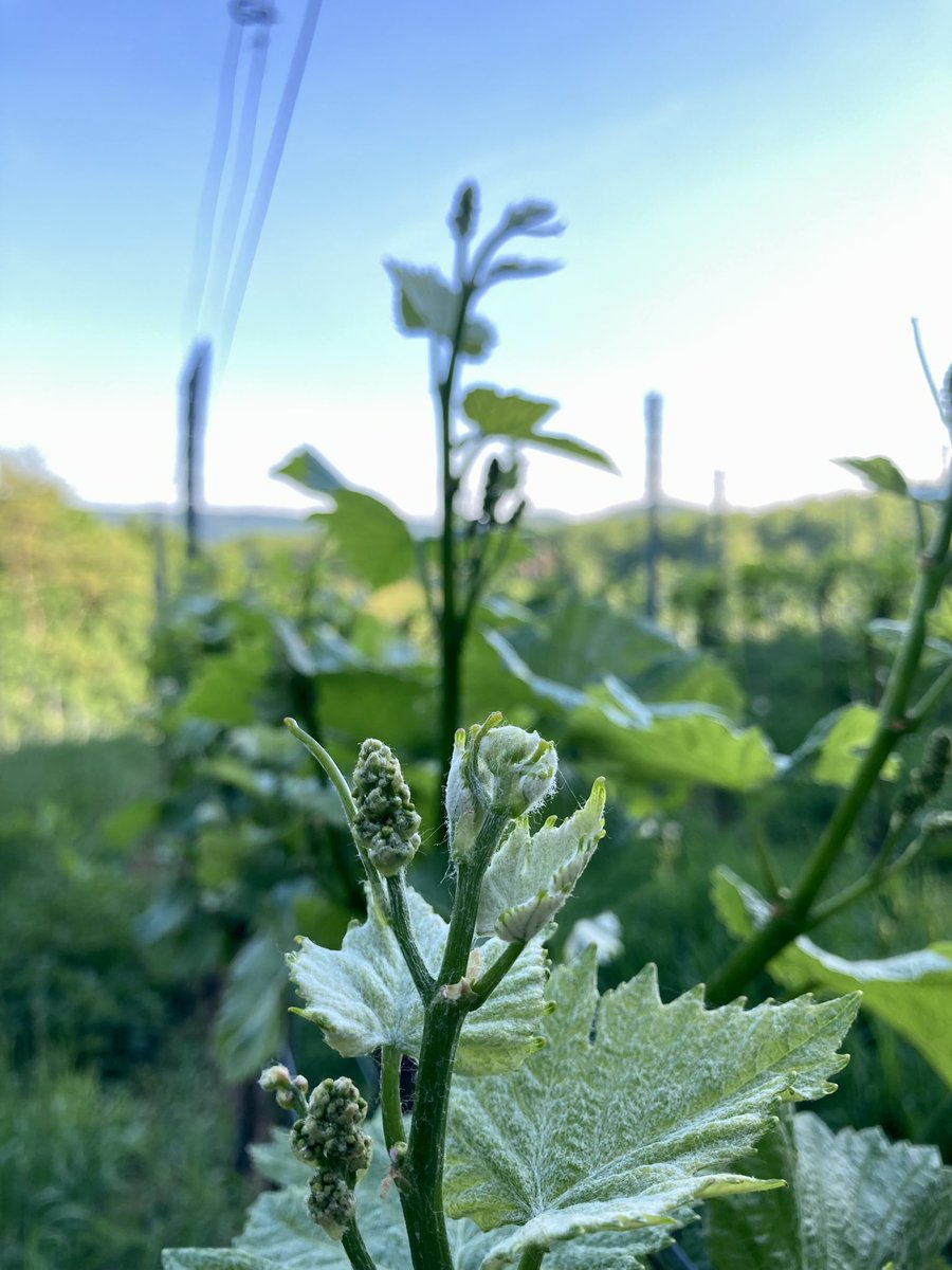 So weit ist es schon… Herrenwingert im #Mai an der Hessischen #Bergstraße 
#Wein 
#Winzer 
#Reben 
#Weinberg