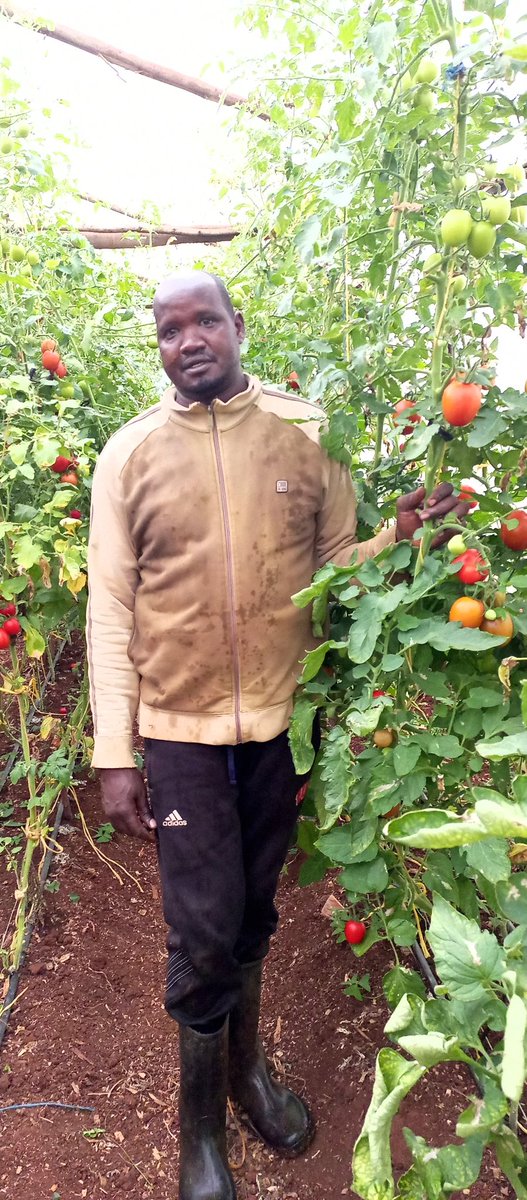 Venturing into tomato farming using climate-smart agriculture! These sustainable techniques help us boost yields, conserve water, and adapt to climate change. One step closer to food security and resilience for our communities!”
#ClimateSmartAgriculture  #FoodSecurity