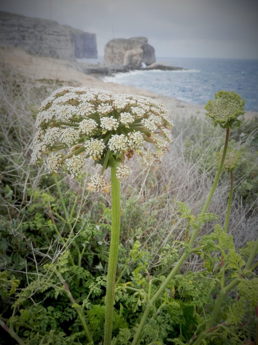 Dwejra Tower - Din l-Art Ħelwa tweet media