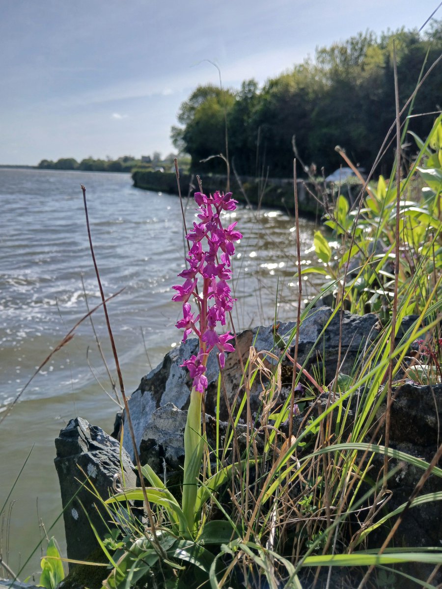 Paul Green (@wexfordbotany1) on Twitter photo Early-purple Or hid on wall at Ferrycarrig, Wexford. First county record of this orchid on a wall. <a href="/BSBI_Ireland/">BSBI Ireland</a> Early-purple Or hid on wall at Ferrycarrig, Wexford. First county record of this orchid on a wall. <a href="/BSBI_Ireland/">BSBI Ireland</a>