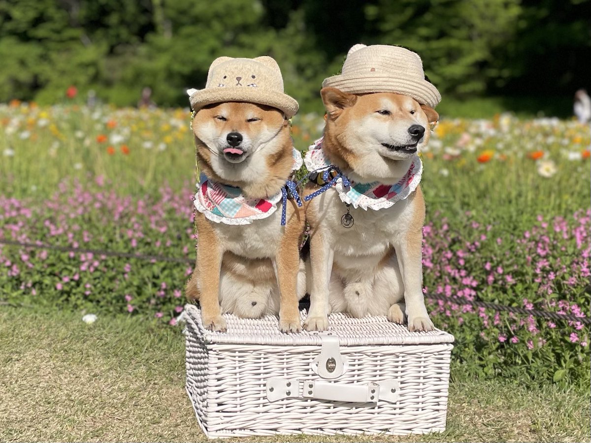 あっかんべー👅

#柴犬