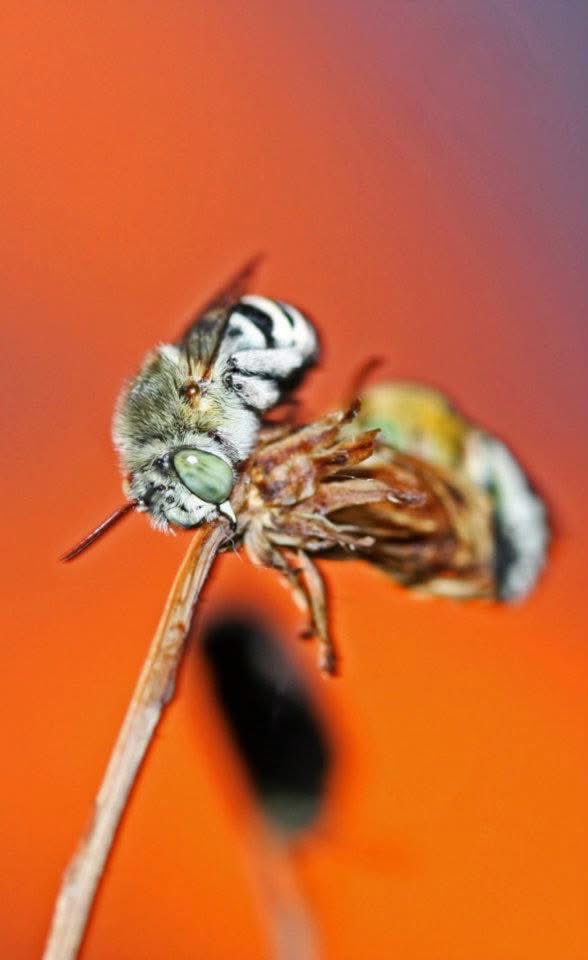These blue banded bees are important native pollinators. These were snuggling together for the night in my garden just on sunset after a busy day of flower buzzing! 😍