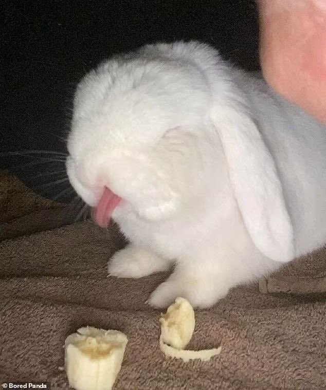 forestdruiddyke's tweet photo. bunny fact! this bunny HATES bananas!! scandalous.. https://t.co/2nYvWnSgyN