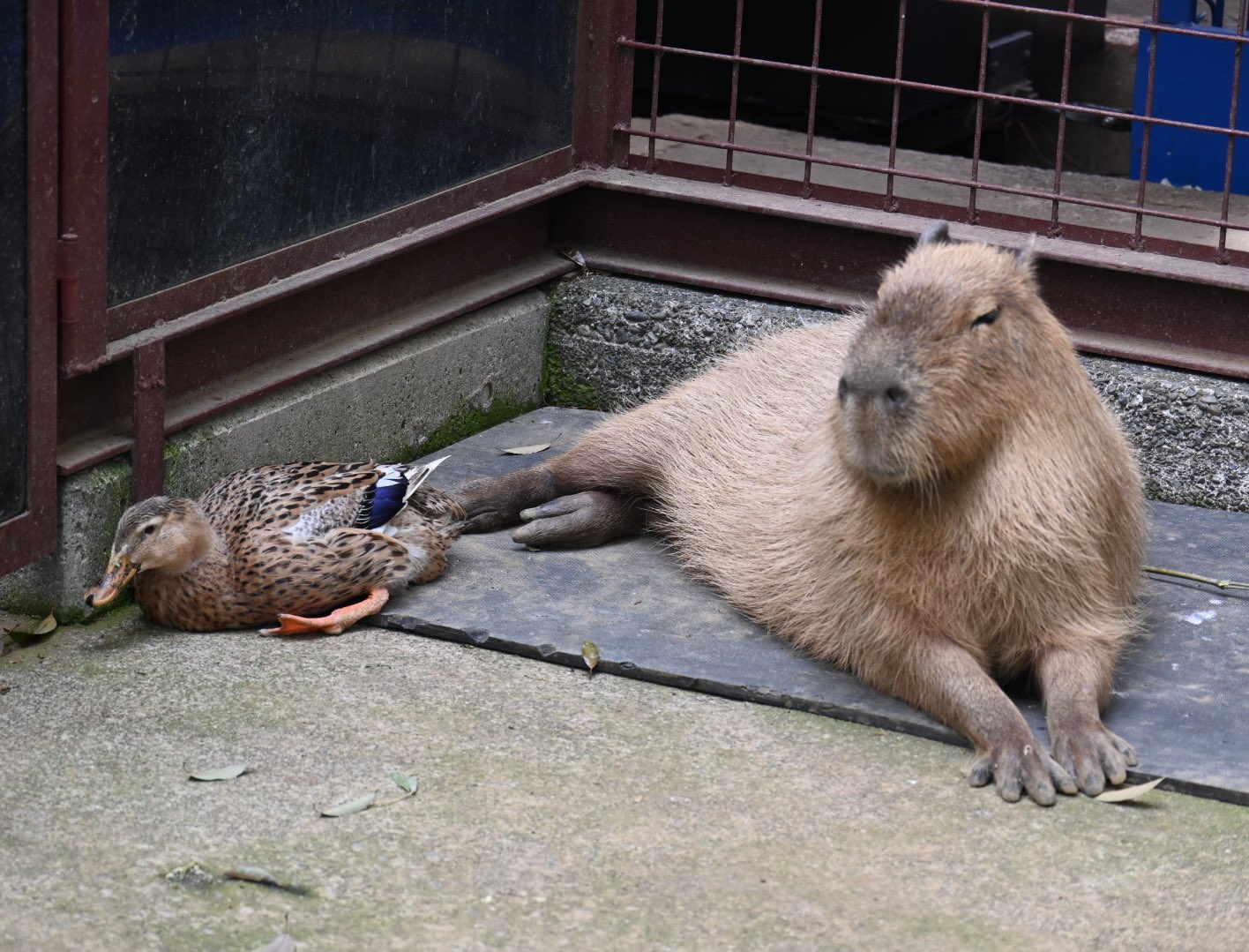 カピバラの僕(しもべ) (@servantcapybara) / X