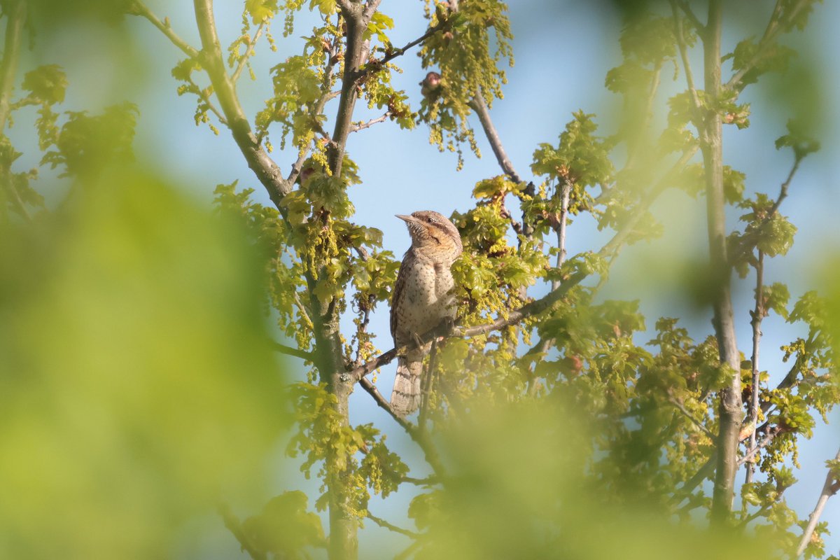 In Nederland inmiddels ondenkbaar: een agrarisch cultuurlandschap met zingende grauwe gors, paapje en roepende draaihals. In Duitsland kan dat wel. Landschapselementen zijn hier gespaard en het grondgebruik net iets extensiever. Kunnen we veel van leren!
