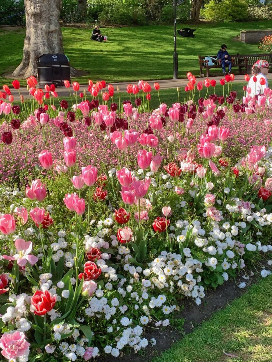 stunt296's tweet photo. 🇬🇧The next London is like this...
London in April, May belongs to tulips🌷 https://t.co/uiLCH9a07N