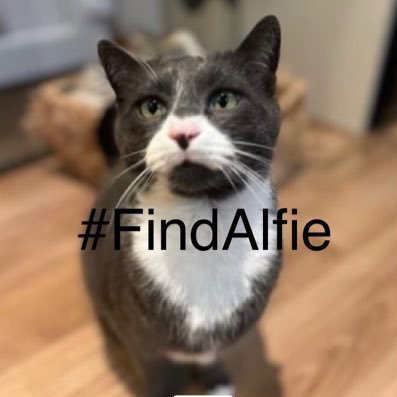 #NewProfilePic 
#FindAlfie
#MissingPets
#CatsOfX 
#Churchdown 
#Gloucester 

His family are missing him greatly and he’s been lost for a week 😿😿