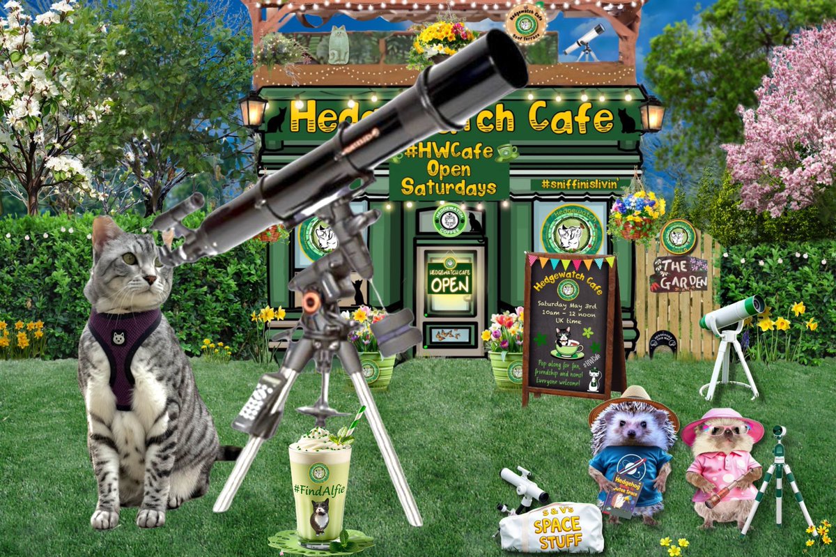 #HWCafe
#FindAlfie

We bin lookin all week for fren Alfie an im Not Stoppin !!!

Keep Searchin !!Keep Shoutin !!Keep Believin !!! 
😽💕