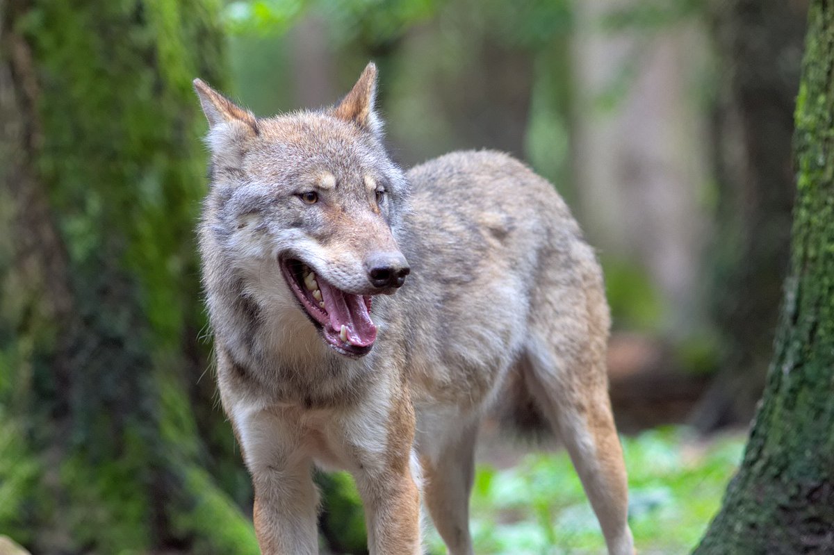 ifawEU's tweet image. 🐺 This week, the European Parliament will vote to downgrade #wolf protection under the #HabitatsDirective despite no solid scientific basis.
This move risks setting a dangerous precedent for all protected species. ❌
#HandsOffNature #biodiversity #conservation
