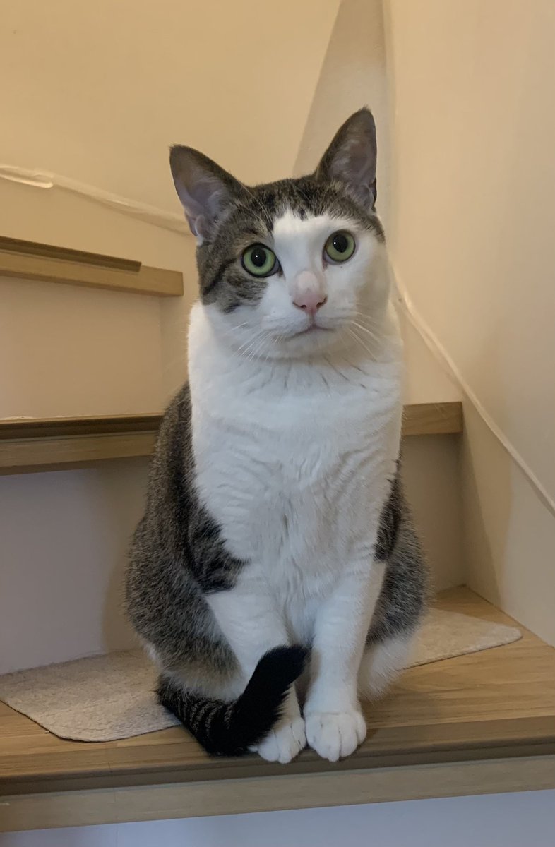 同じポーズ🐈‍⬛