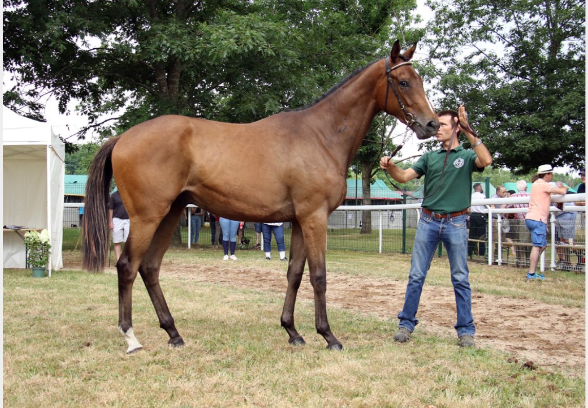 DCBloodstock France (@dannyco75831415) on Twitter photo Legionnaire Forez We Purchased Privately As An Unbroken 2yrold Went on to be 2nd In a French Bumper and then sold To Willie Mullins Runs Today <a href="/punchestownrace/">Punchestown</a> Grd 1 Runner ๐ซ๐ท๐๐ซ๐ท๐ฎ๐ช Legionnaire Forez We Purchased Privately As An Unbroken 2yrold Went on to be 2nd In a French Bumper and then sold To Willie Mullins Runs Today <a href="/punchestownrace/">Punchestown</a> Grd 1 Runner ๐ซ๐ท๐๐ซ๐ท๐ฎ๐ช