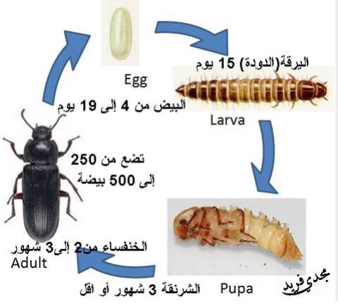 malabdulqader0's tweet photo. @Eyaaaad اسمها دود قبابي و هي بالأصل خنفساء و هذي هي مراحل تكوينها https://t.co/ZkKRhC9kD7