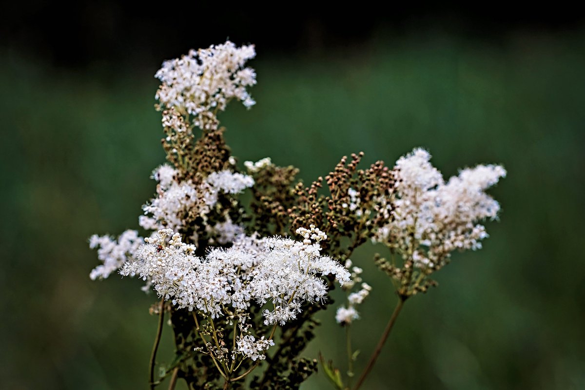 PEKHTography's tweet photo. Meadowsweet can soothe headaches; it's nature's aspirin, minus the annoying commercials!
#Meadowsweet #Filipendula #Ulmaria #Nature #Wildflowers #Blooms #Summer #Garden #Botany #Flora #Green #Outdoors https://t.co/t8dzufMLMZ