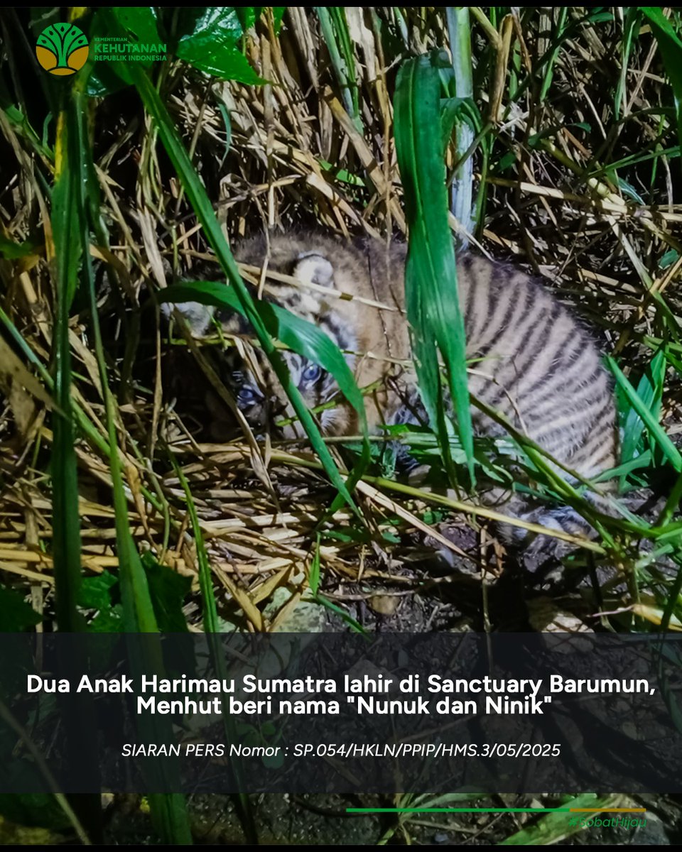 kemenhut_ri's tweet photo. Dua Anak Harimau Sumatra lahir di Sanctuary Barumun, Menhut beri nama "Nunuk dan Ninik" https://t.co/StYOA0WoBb