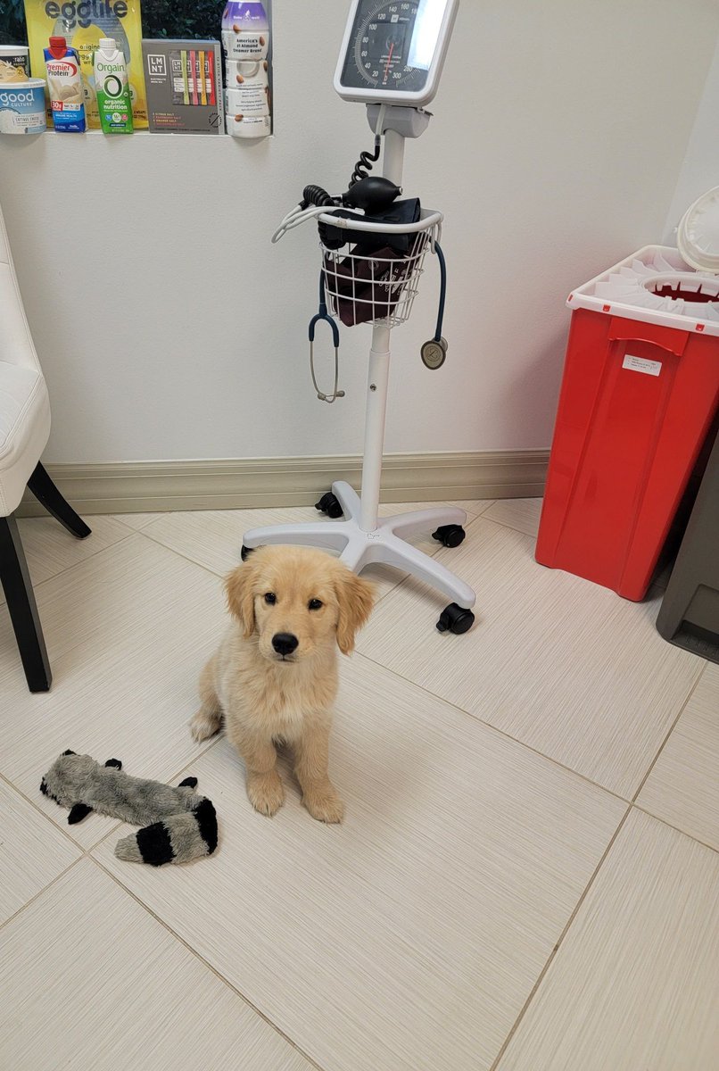 PAWSDogs_Naples's tweet photo. Golden PAWS puppy Herb had a special outing this week, tagging along with volunteer handler Dia to her doctor’s appointment! 🩺💛

#GoldenPAWSAssistanceDogs #GoldenPAWS #ServiceDogsForVeterans #GiveADogAJob #GoldenJourney #RespectTheVest #GoldenRetriever https://t.co/CUGT98tcFL