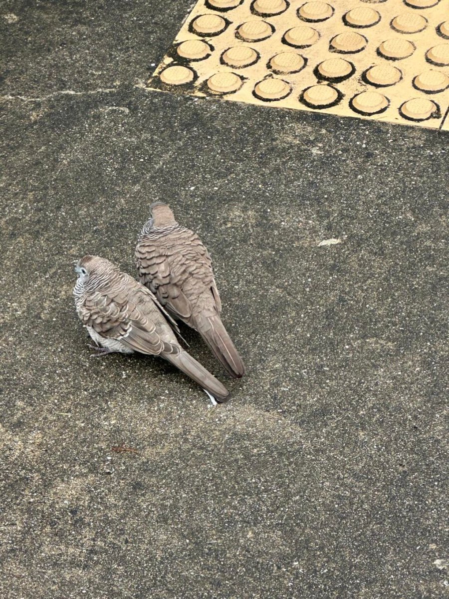 When I left the parking lot in the morning, I saw a couple of lovely birds 🕊🕊