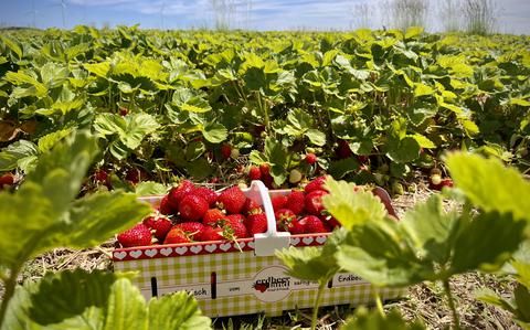 StripesEurope's tweet photo. Looking for a fun and tasty summer activity in the KMC? It’s strawberry (Erdbeeren) season in Germany—pick your own at local farms like Erdbeerland Funck in Kaiserslautern!

🕗 Open daily 8 a.m.–6 p.m.
💻 More info: https://t.co/BpvVjksdwy https://t.co/nZbZRoI9ee