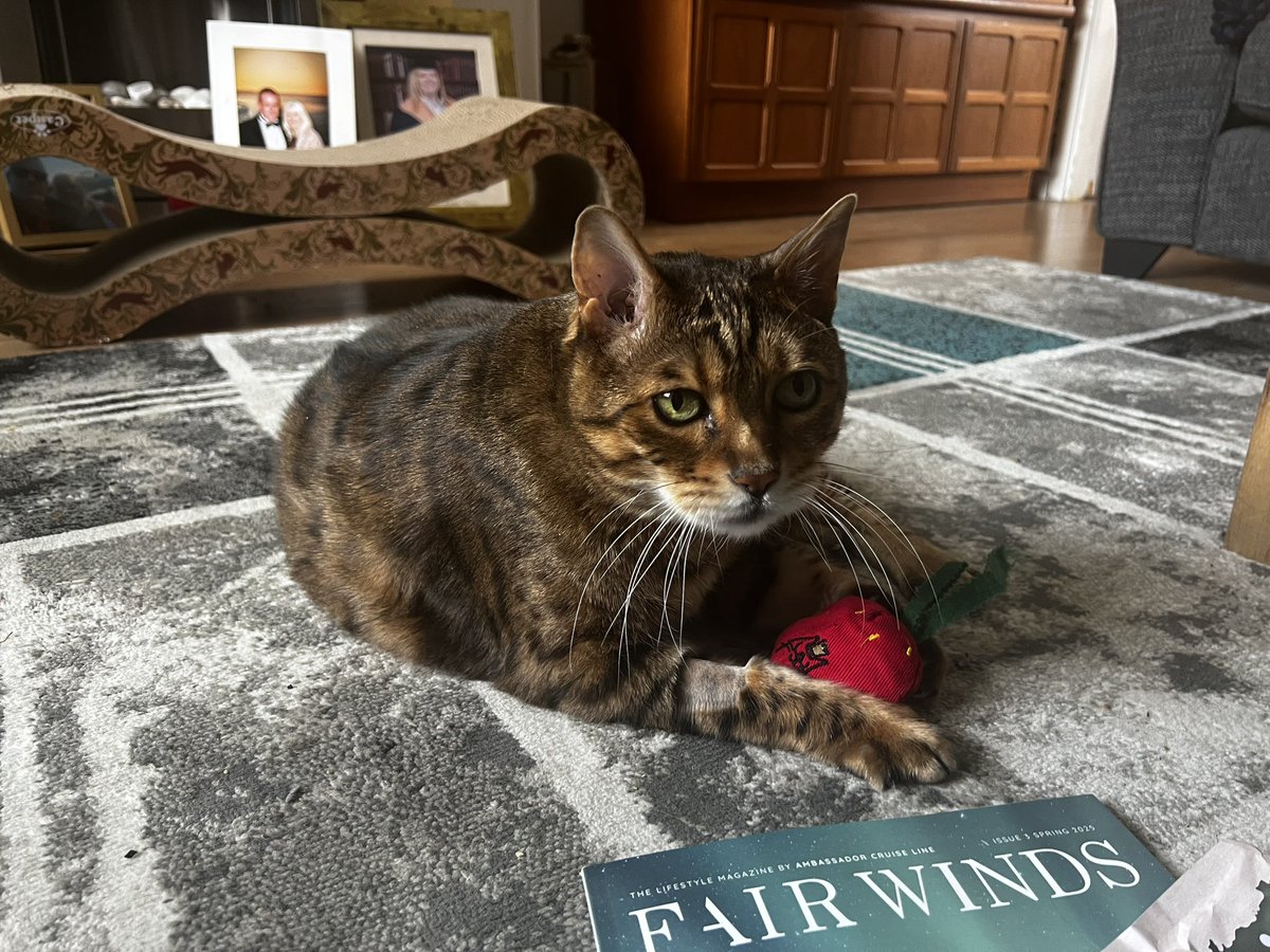 LokitheB's tweet image. Hello Fwenz! Long time no seez! #HappyCaturday The Human haz been sadz as I haz to go on a diet for my kidneyz but I toldz her not to worriez! I willz be finez! #teambengal #Caturday #catsottwitter