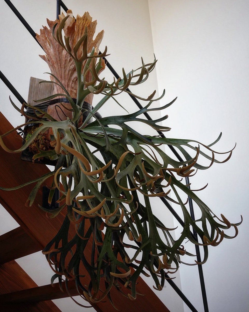 ビカクシダはいいぞ