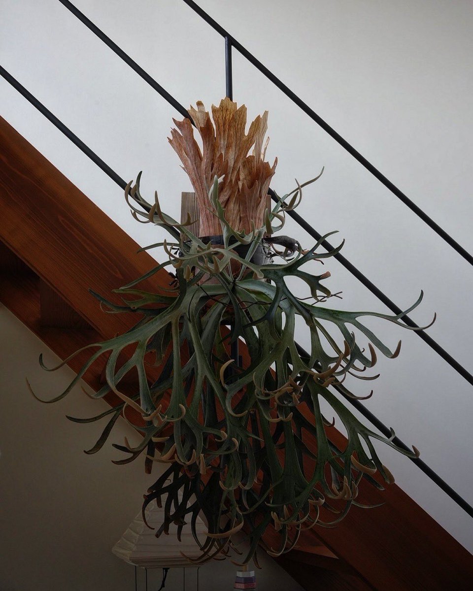 ジサクボ(j39bo) (@j39bo) / Posts / X