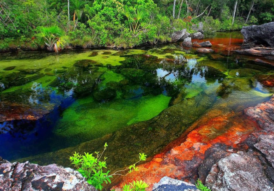 anatoetabio's tweet photo. Ba al zenekien, munduko ibairik koloretsuena existitzen dela? Caño Cristales edo 7 koloreen ibaia ere deitzen zaio. Ura kolorez aldatzen da, uretako landareak daudelako, eta landareak eguzkitan egoten direnean, berde koloretik gorri bizira aldatzen dira.
#cañocristales #ibaiak https://t.co/uLW8CDzG2f