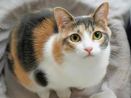 MichikoEnglish's tweet photo. *･:☆★#１日５分間でネイティブ感覚の英語 No.1017★☆:･*
★#三毛猫  #英語で何と言う？★

A: I have a calico cat.
(三毛猫を飼っているの。)
B: Wow, I love them.
can you show me her picture?
(わぁ、三毛猫、大好きなの。
 写真を見せてもらえる？)

更に詳しくは
https://t.co/ZGGx9tdHiz https://t.co/m6ckUpZN6l