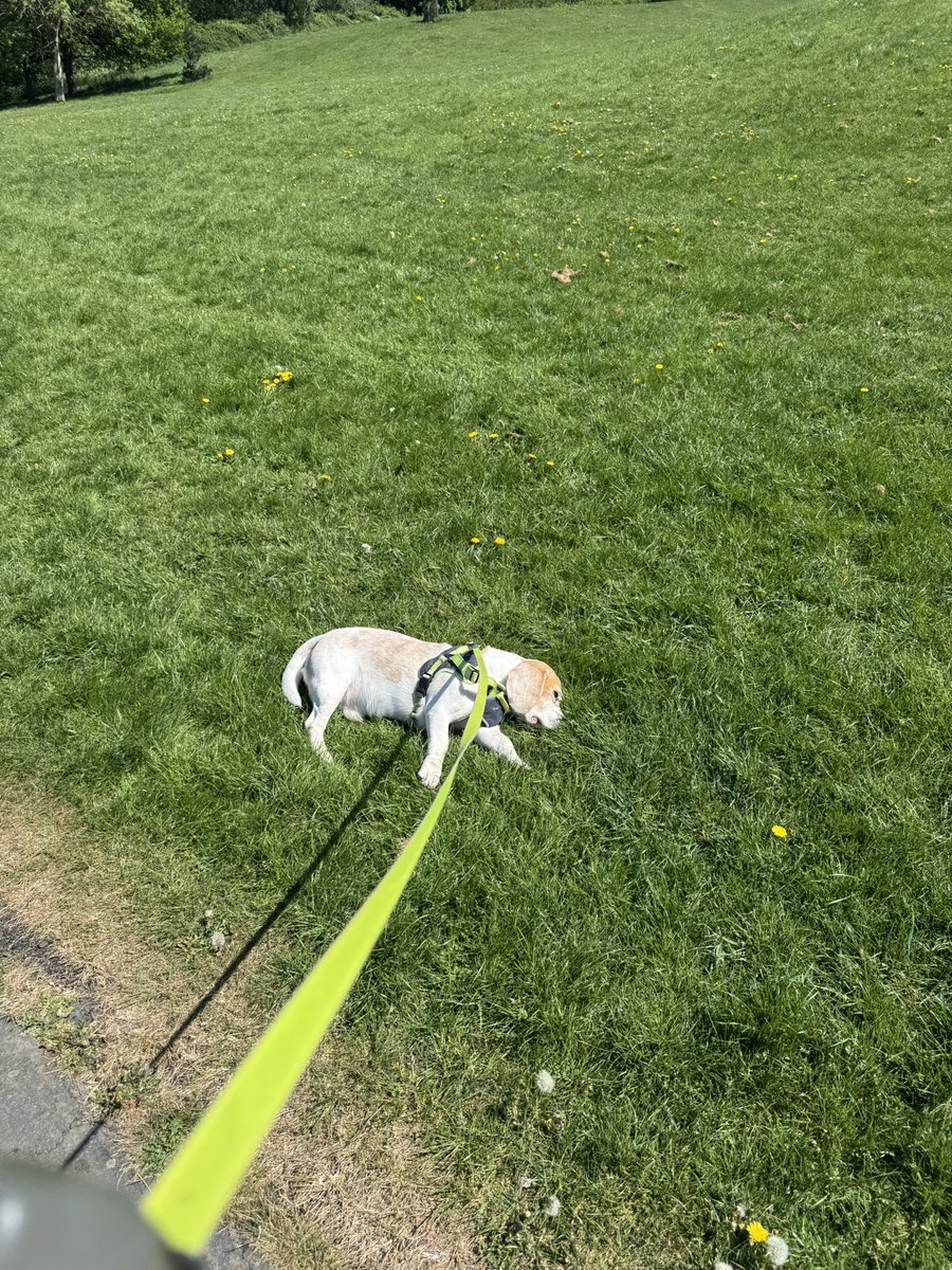 anyone want a second hand beagle....he's a viscous little bastard 😮‍💨🤣🤣🤣