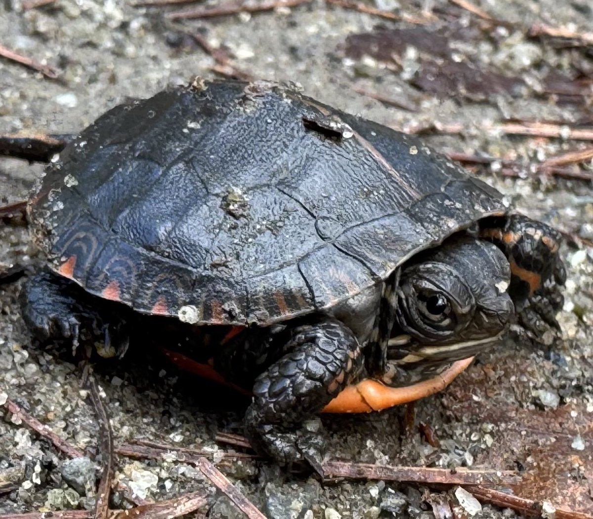 Found a friend in my driveway this morning.