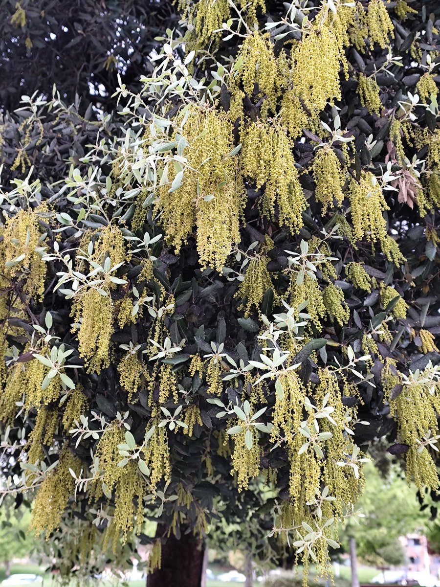 Este año, las encinas lucen sus mejores galas. No se puede ser más guapa. 
La belleza.