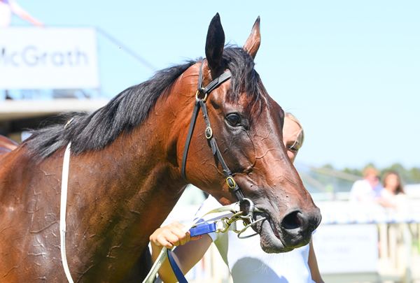 Tara Madgwick (@breednet) on Twitter photo Most expensive yearling by Fastnet Rock sold in 2023, $1.1million Inglis Easter purchase from Lime Country Thoroughbreds for Sheamus Mills Bloodstock, On Display now a SW breednet.com.au/news/38966/$1.β¦ <a href="/MickPriceRacing/">Price Kent Racing</a> <a href="/SMBloodstock/">Sheamus Mills</a> <a href="/inglis_sales/">Inglis</a> <a href="/LimeCountryAU/">Lime Country</a> <a href="/PeachesterL/">Peachester Lodge</a> Most expensive yearling by Fastnet Rock sold in 2023, $1.1million Inglis Easter purchase from Lime Country Thoroughbreds for Sheamus Mills Bloodstock, On Display now a SW breednet.com.au/news/38966/$1.β¦ <a href="/MickPriceRacing/">Price Kent Racing</a> <a href="/SMBloodstock/">Sheamus Mills</a> <a href="/inglis_sales/">Inglis</a> <a href="/LimeCountryAU/">Lime Country</a> <a href="/PeachesterL/">Peachester Lodge</a>