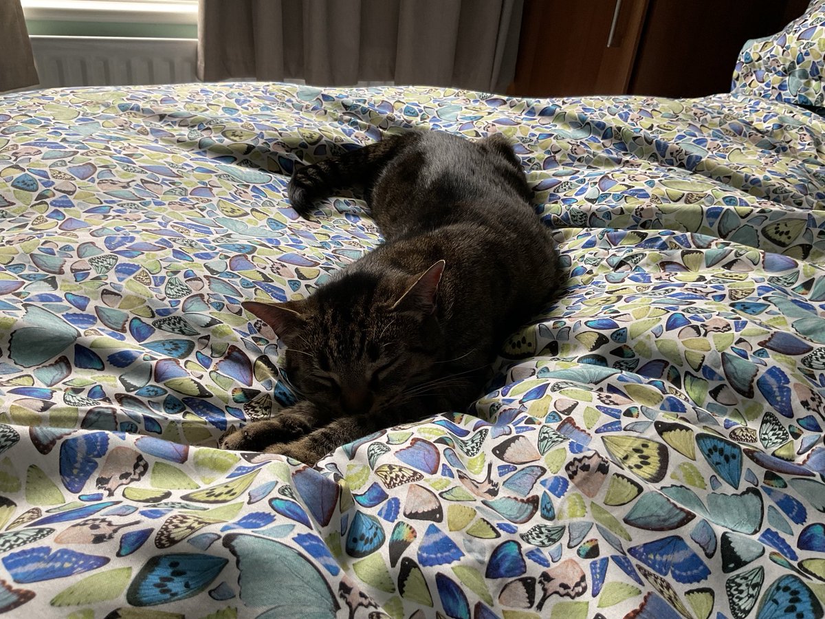 Happy #Caturday from Olly