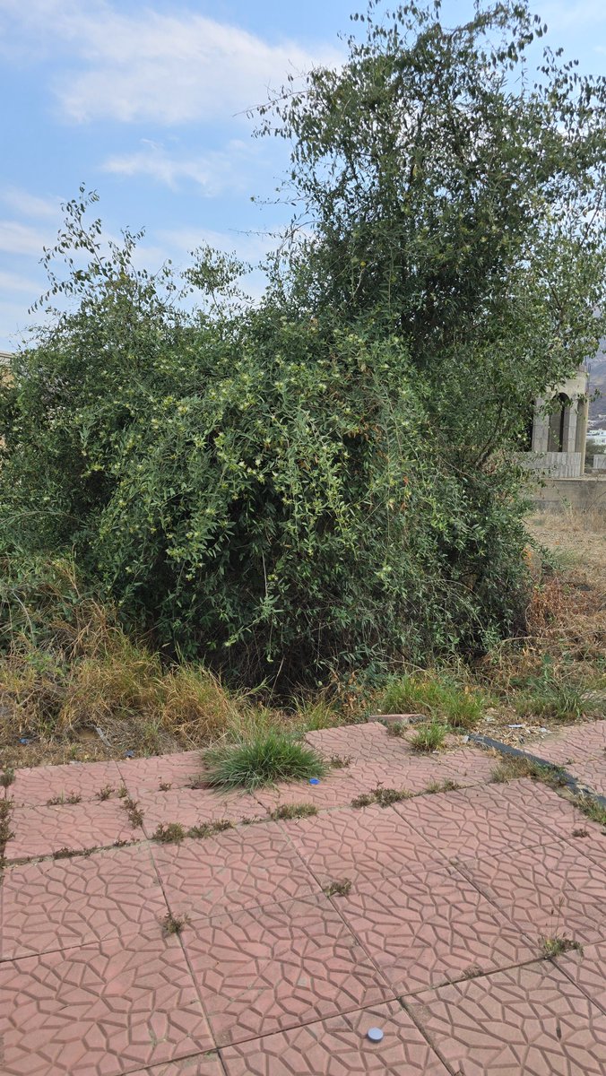 الصومر
الفصيلة القبارية
Maerua oblongifolia
الصومر واسع  الإنتشار, ينمو شمال وجنوب خط الإستواء, يكون متعرشاً أو متدلي على أشجار أخرى ويستقل وخصوصاً بالمرتفعات الشرقية من جبال السراة.
الأوراق بيضاوية لمستطيلة, والأزهار شعاعية جميلة فواحة , الثمار عبارة عن كريات  غير منتظمة مترابطة