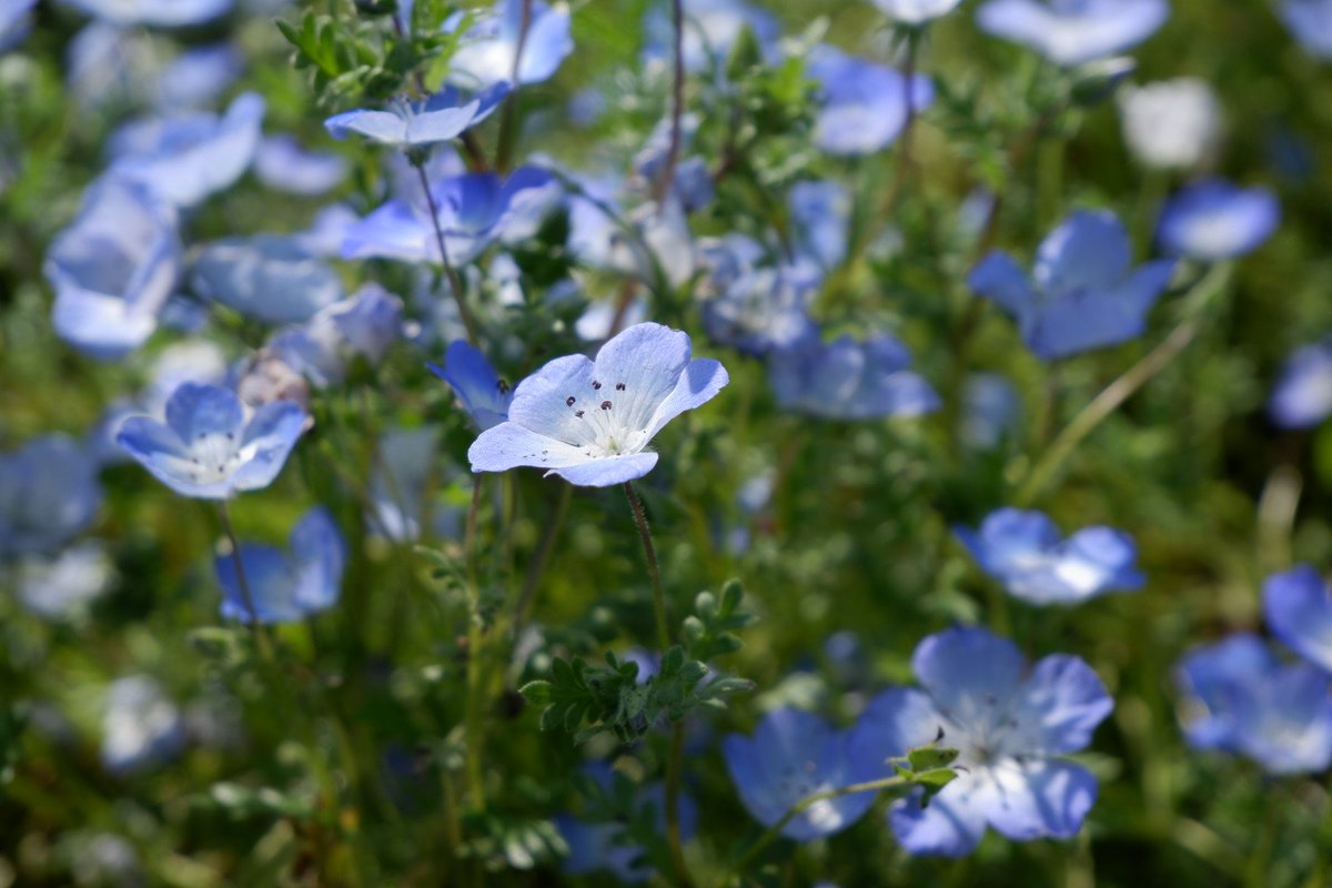 レイノさんとネモフィラを見に行きました！（ミソノ）

#一花カップル
#レイノとミソノ
#ネモフィラデート
#春のおでかけ