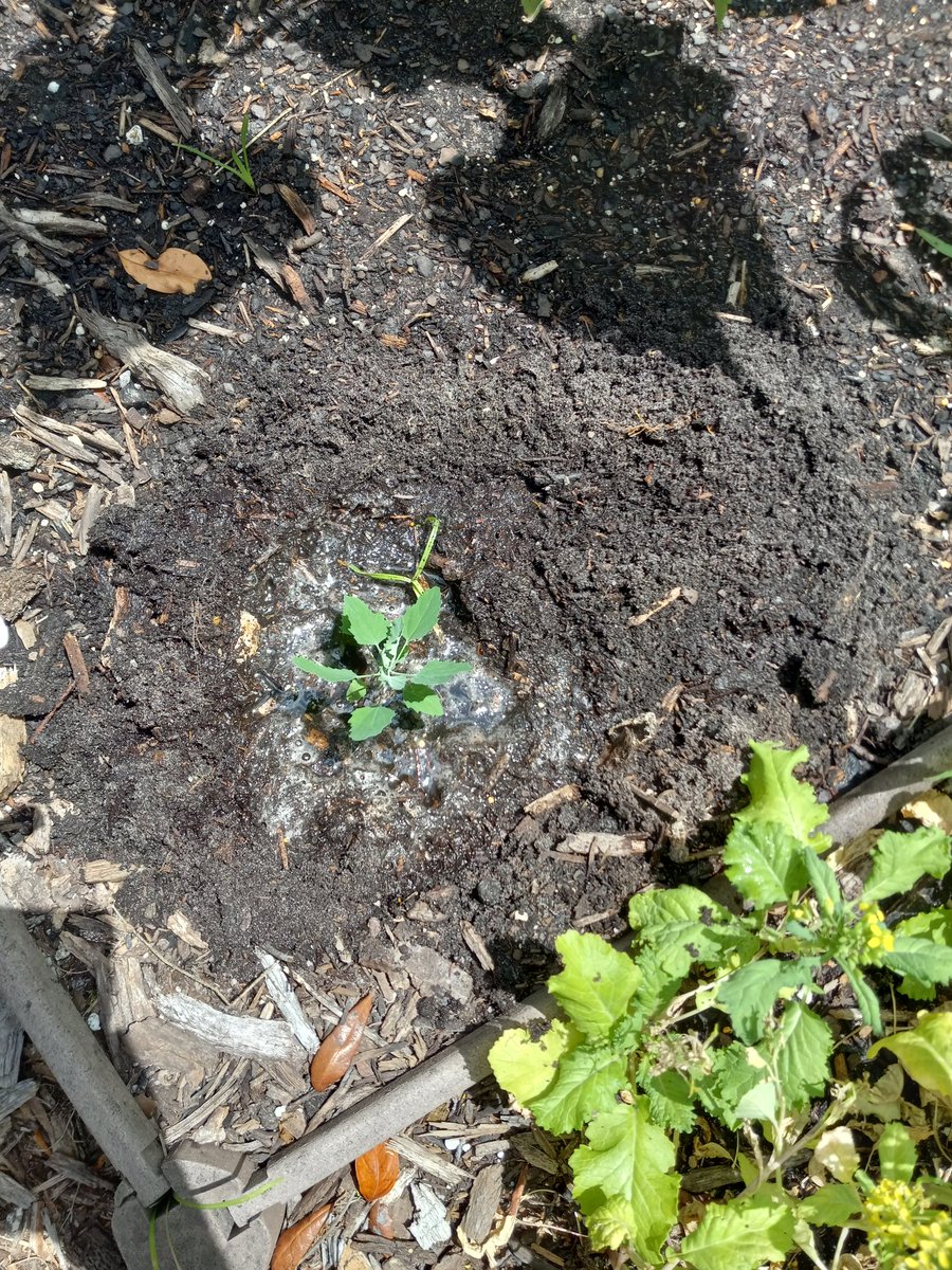 Mrs. C. (@kinderteach571) on Twitter photo Friday <a href="/HCPSGraham/">Graham Elementary</a> ...cleaning up the garden.....Into the compost bucket ...transplanting the 1 ๐...
w ๐ค ll it grow before the end of the ๐ธ year? ๐ค! <a href="/HCPSTNRegion2/">HCPS TN Region 2</a> <a href="/WeAreHAEST/">HAEST</a> <a href="/HCPSElemScience/">HCPSElemScience</a> <a href="/sharonwaite/">Sharon Waite</a> <a href="/KagelHothem/">Stacie Kagel-Hothem</a> Friday <a href="/HCPSGraham/">Graham Elementary</a> ...cleaning up the garden.....Into the compost bucket ...transplanting the 1 ๐...
w ๐ค ll it grow before the end of the ๐ธ year? ๐ค! <a href="/HCPSTNRegion2/">HCPS TN Region 2</a> <a href="/WeAreHAEST/">HAEST</a> <a href="/HCPSElemScience/">HCPSElemScience</a> <a href="/sharonwaite/">Sharon Waite</a> <a href="/KagelHothem/">Stacie Kagel-Hothem</a>