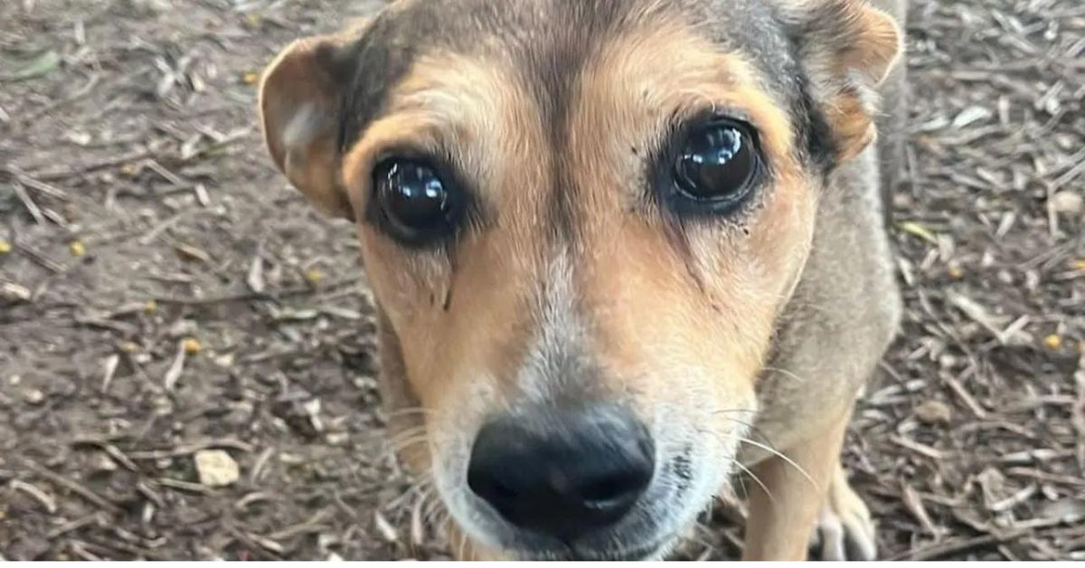 Un sentito ringraziamento ai #carabinieri di ORTIGIA e a tutti coloro che hanno contribuito ad individuare i presunti responsabili dell’uccisione della cagnolina TIMIDA.
•
Adesso la #giustizia dovrà fare il proprio corso, auspicando pene esemplari per i responsabili.