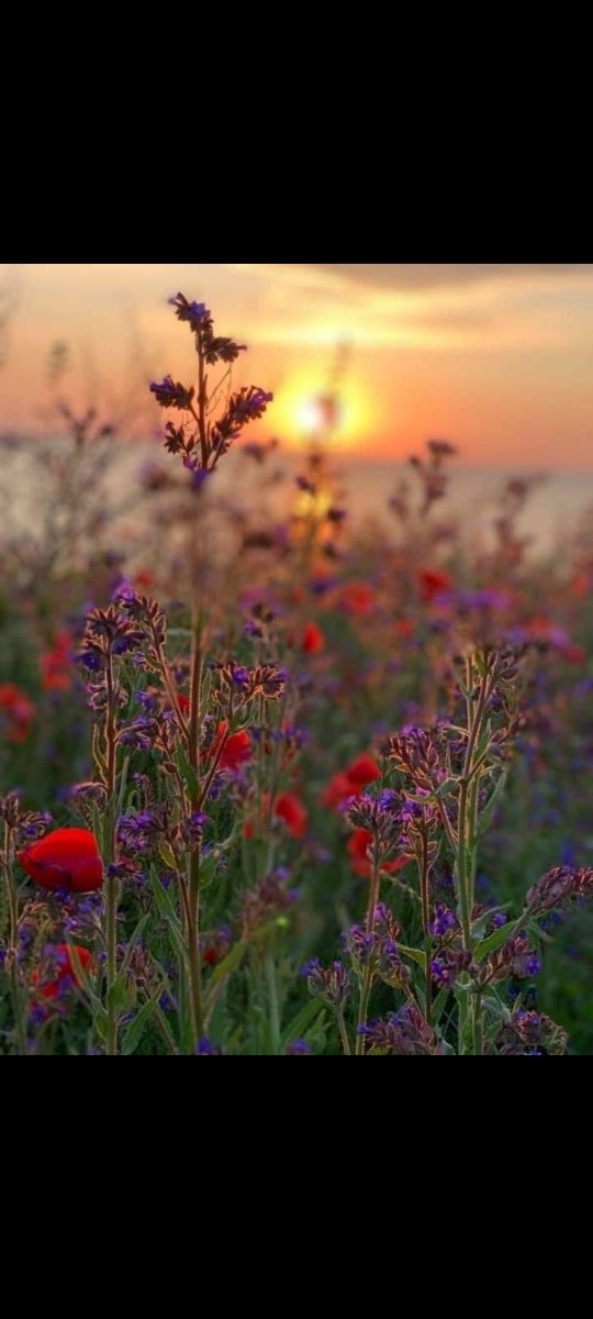 jamwal___4002's tweet photo. Each sunset brings a promise of a new dawn, teaching us to embrace the beauty in both beginnings and endings. #ChasingSunsets #SunsetWisdom #NewHorizons https://t.co/oXwTaHUKLJ