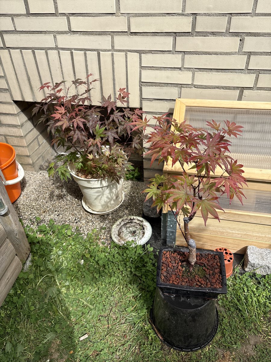 SashTheDee's tweet photo. The Army is enjoying a sunny Day ☀️ Daily Routine , talking to them , drinking coffee and enjoying life.  #bonsai #acer #palmatum #prebonsai #youngplant #nature #coffee https://t.co/DXtIdxQVsg