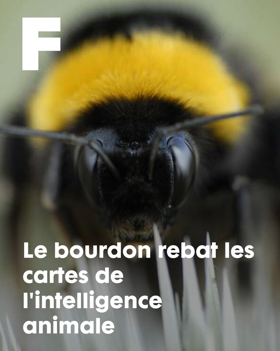 Le bourdon rebat les cartes de l'intelligence animale
➡️ l.futura-sciences.com/0R