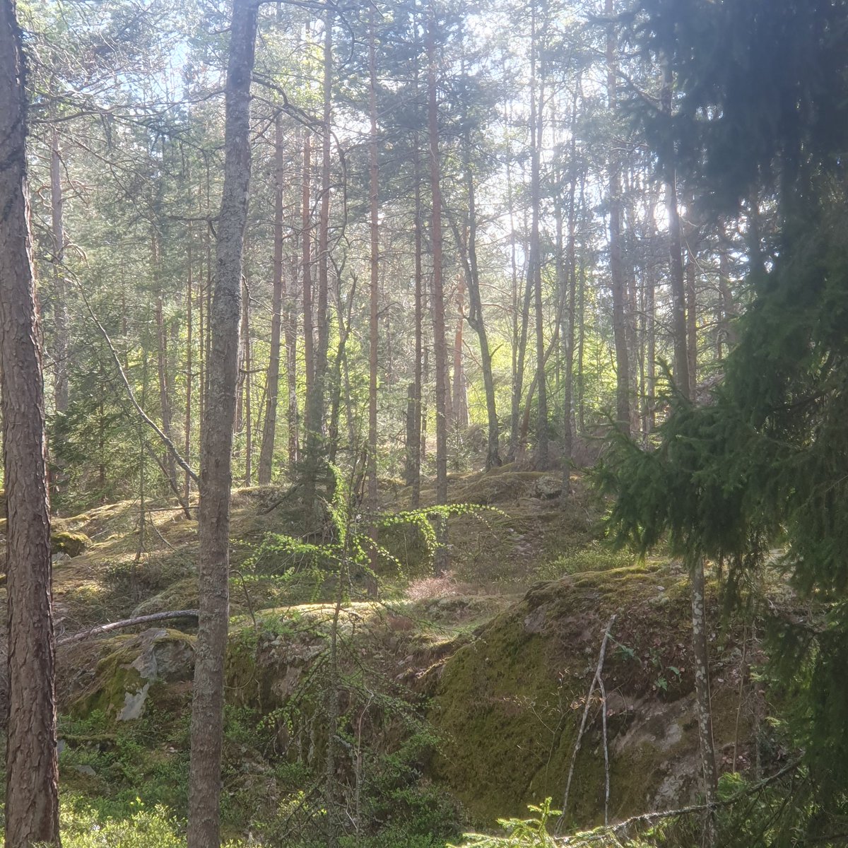 Sherringford56's tweet photo. #Woodwalking in the #Grimsta #Woods. Last pic: a strong and harworking #ant. #Nature #NaturePhotography #NatureBeauty #Naturetherapy #landscapephotography #trees #Stockholm 🇸🇪 https://t.co/nhob6t6lOD